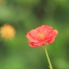 Botanischer Garten Tübingen 17.05.2015