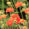 Botanischer Garten Tübingen 17.05.2015