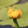 Botanischer Garten Tübingen 17.05.2015