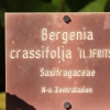 Botanischer Garten Tübingen 17.05.2015