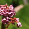 Botanischer Garten Tübingen 17.05.2015