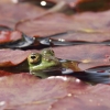 Botanischer Garten Tübingen 17.05.2015