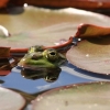 Botanischer Garten Tübingen 17.05.2015