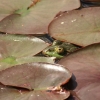 Botanischer Garten Tübingen 17.05.2015