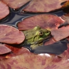 Botanischer Garten Tübingen 17.05.2015