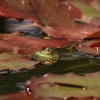 Botanischer Garten Tübingen 17.05.2015