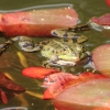 Botanischer Garten Tübingen 17.05.2015