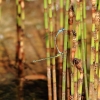 Botanischer Garten Tübingen 17.05.2015