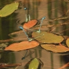 Botanischer Garten Tübingen 17.05.2015