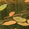 Botanischer Garten Tübingen 17.05.2015