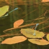 Botanischer Garten Tübingen 17.05.2015