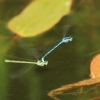 Botanischer Garten Tübingen 17.05.2015