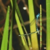Botanischer Garten Tübingen 17.05.2015