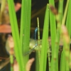 Botanischer Garten Tübingen 17.05.2015