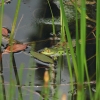 Botanischer Garten Tübingen 17.05.2015