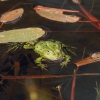 Botanischer Garten Tübingen 17.05.2015