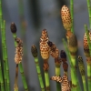 Botanischer Garten Tübingen 17.05.2015
