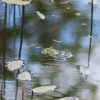 Botanischer Garten Tübingen 17.05.2015