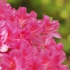 Botanischer Garten Tübingen 17.05.2015