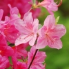 Botanischer Garten Tübingen 17.05.2015