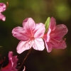 Botanischer Garten Tübingen 17.05.2015
