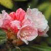 Botanischer Garten Tübingen 17.05.2015