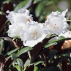 Botanischer Garten Tübingen 17.05.2015
