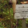 Botanischer Garten Tübingen 17.05.2015