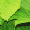 Botanischer Garten Tübingen 17.05.2015