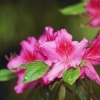 Botanischer Garten Tübingen 17.05.2015