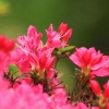 Botanischer Garten Tübingen 17.05.2015