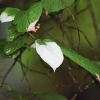 Botanischer Garten Tübingen 17.05.2015