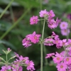 Botanischer Garten Tübingen 17.05.2015