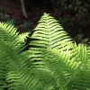 Botanischer Garten Tübingen 17.05.2015