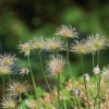 Botanischer Garten Tübingen 17.05.2015
