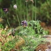 Botanischer Garten Tübingen 17.05.2015