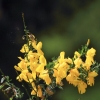Botanischer Garten Tübingen 17.05.2015