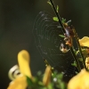Botanischer Garten Tübingen 17.05.2015