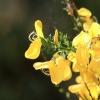 Botanischer Garten Tübingen 17.05.2015