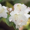 Botanischer Garten Tübingen 17.05.2015