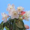 Botanischer Garten Tübingen 17.05.2015