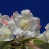 Botanischer Garten Tübingen 17.05.2015