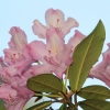 Botanischer Garten Tübingen 17.05.2015