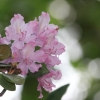 Botanischer Garten Tübingen 17.05.2015