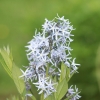 Botanischer Garten Tübingen 17.05.2015