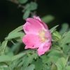 Botanischer Garten Tübingen 17.05.2015