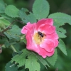 Botanischer Garten Tübingen 17.05.2015