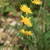 Botanischer Garten Tübingen 17.05.2015