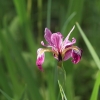 Botanischer Garten Tübingen 17.05.2015