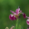 Botanischer Garten Tübingen 17.05.2015
